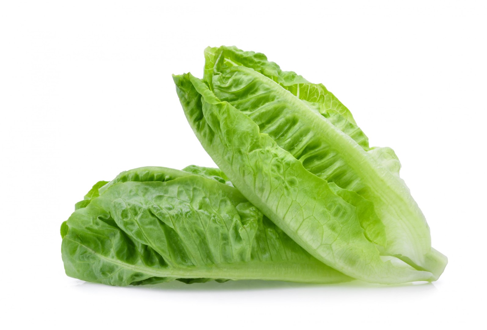 Fresh,Baby,Cos,lettuce,Isolated,On,White,Background