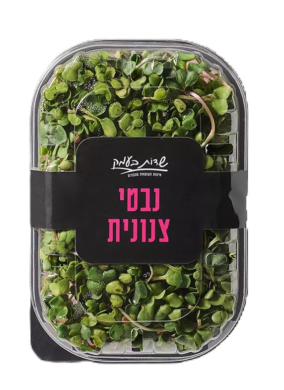 נבטי צנונית